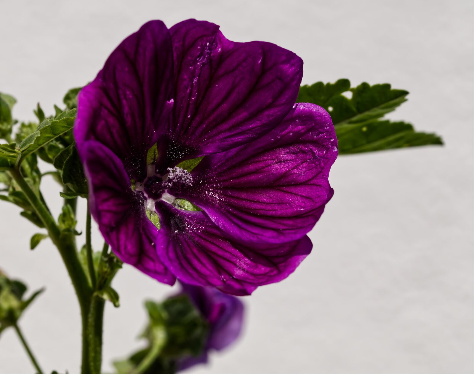 Nikon D5500 sample photo. Flower, purple, nature photography