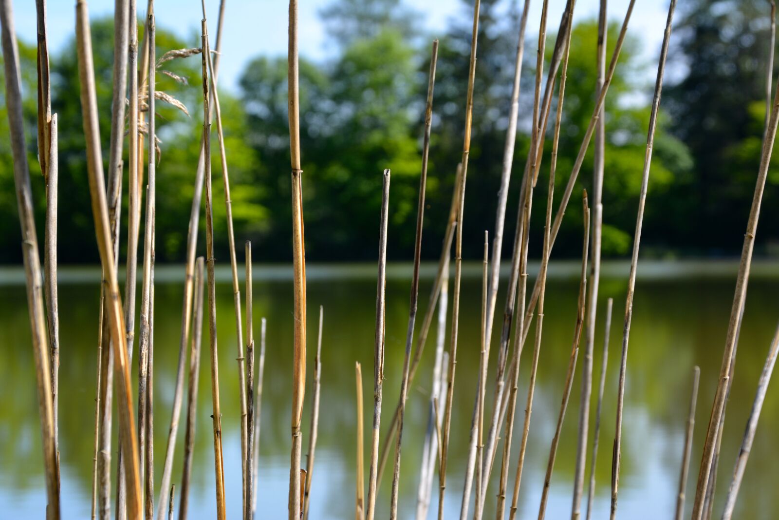 Nikon D5200 sample photo. Lake, forest, nature photography