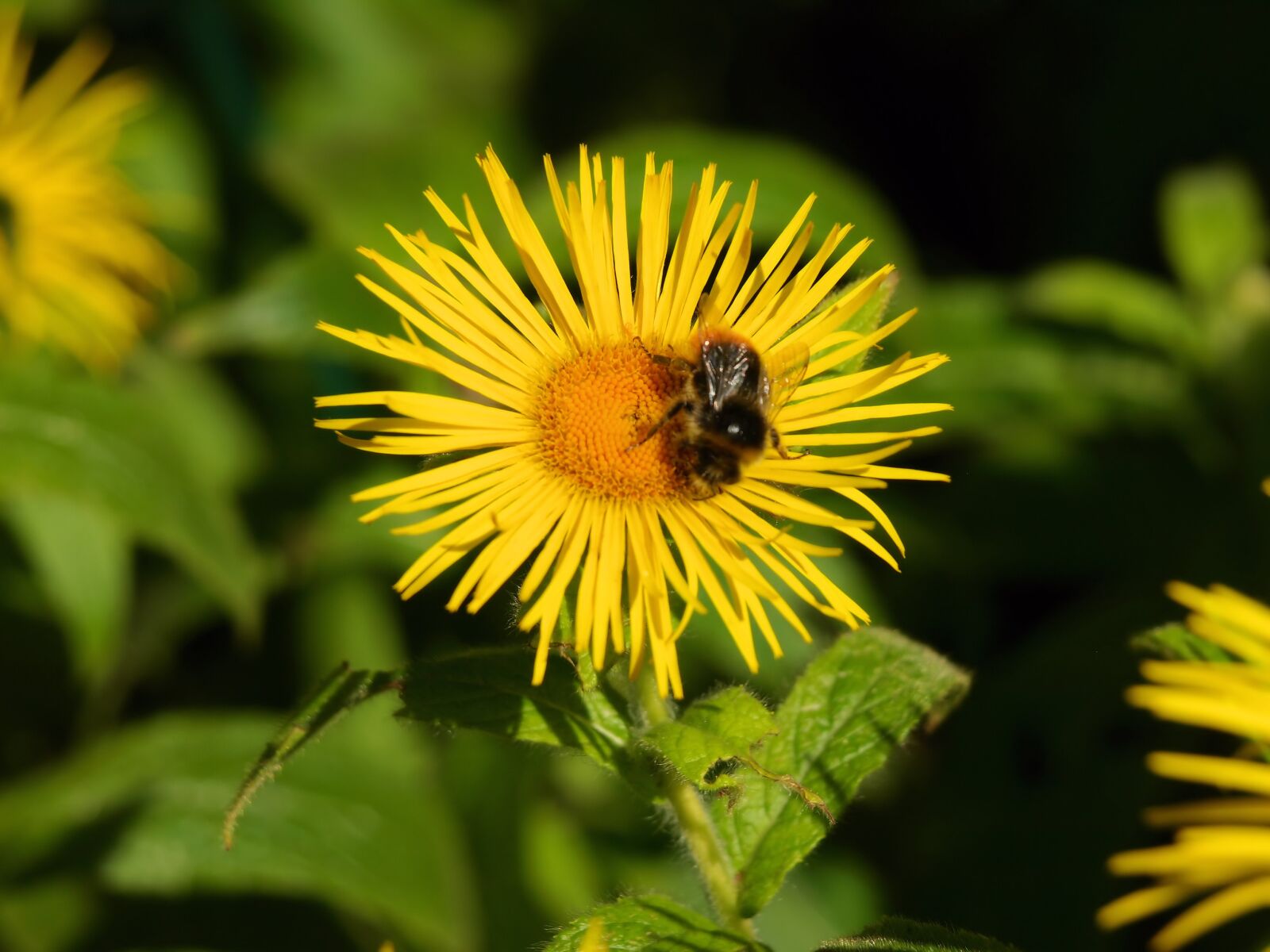 Olympus E-510 (EVOLT E-510) sample photo. Bee, flower, insect photography