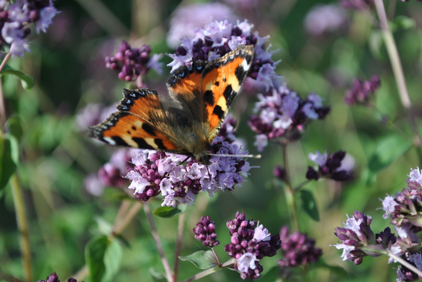 Nikon D3000 sample photo. Nature, flower, insect photography