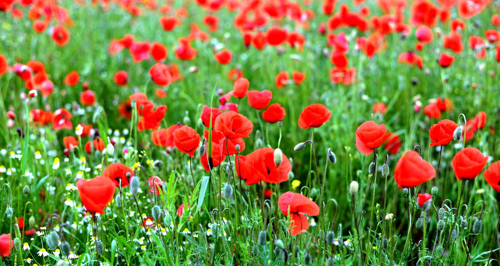 Nikon D610 sample photo. Poppies, poppy field, poppy photography
