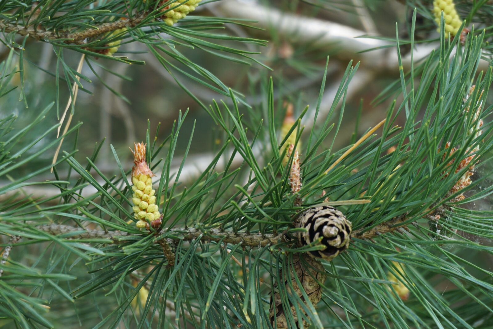 Sony a6000 sample photo. Pinecone, green, forest photography