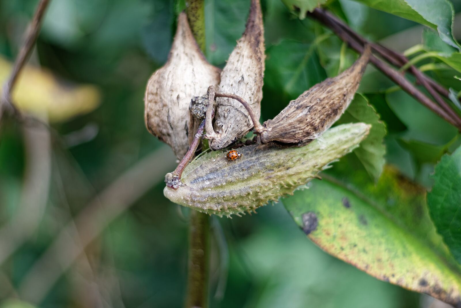 Canon EF 50mm F1.8 STM sample photo. Milkweed, pod, plant photography