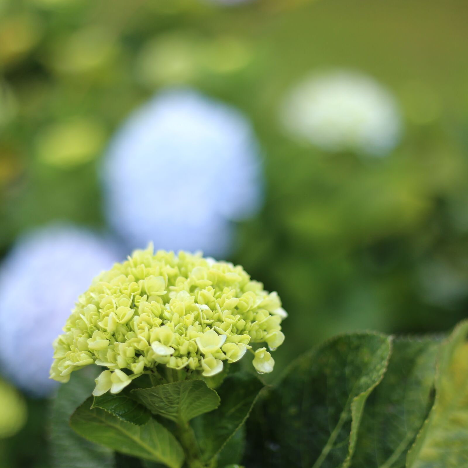 Canon EF 50mm F1.8 II sample photo. Flower, dalat, vietnam photography