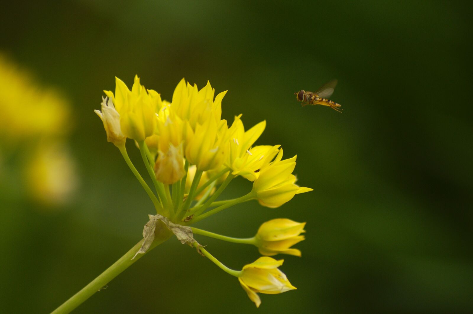 Pentax K-x sample photo. Allium moly, hoverfly, yellow photography