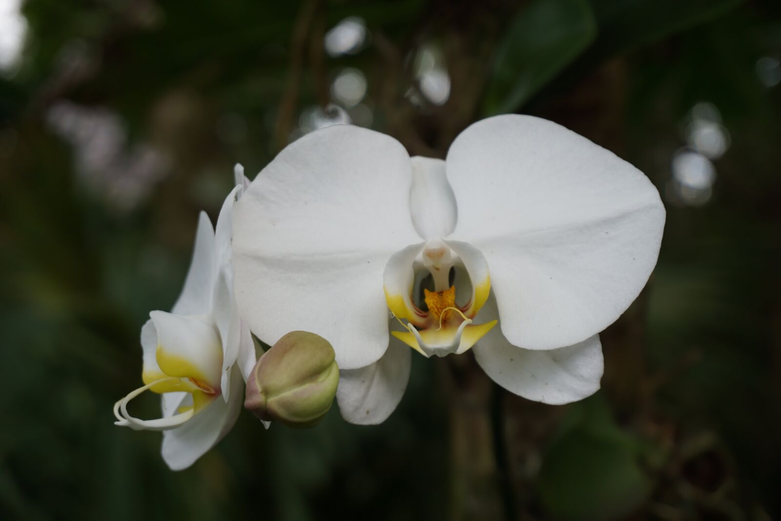 Sony a6000 sample photo. White orchid, flower, bloom photography
