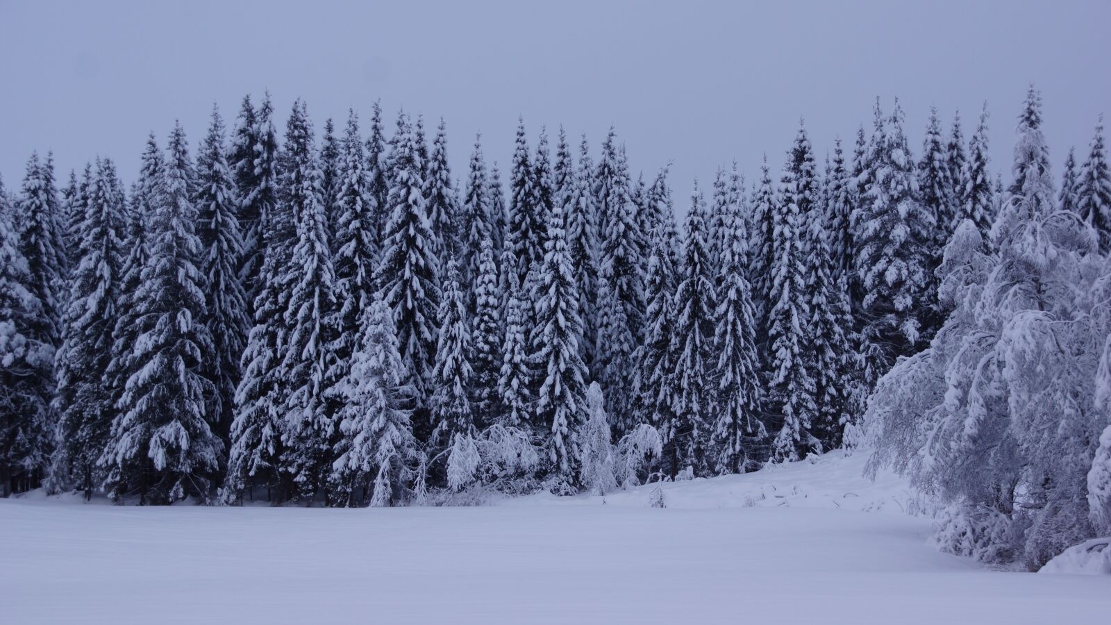 Sony SLT-A77 sample photo. Snow, winter, cold photography