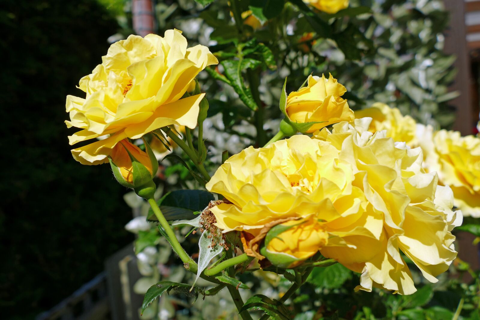 Panasonic Lumix DMC-FZ1000 sample photo. Rose, flora, garden photography
