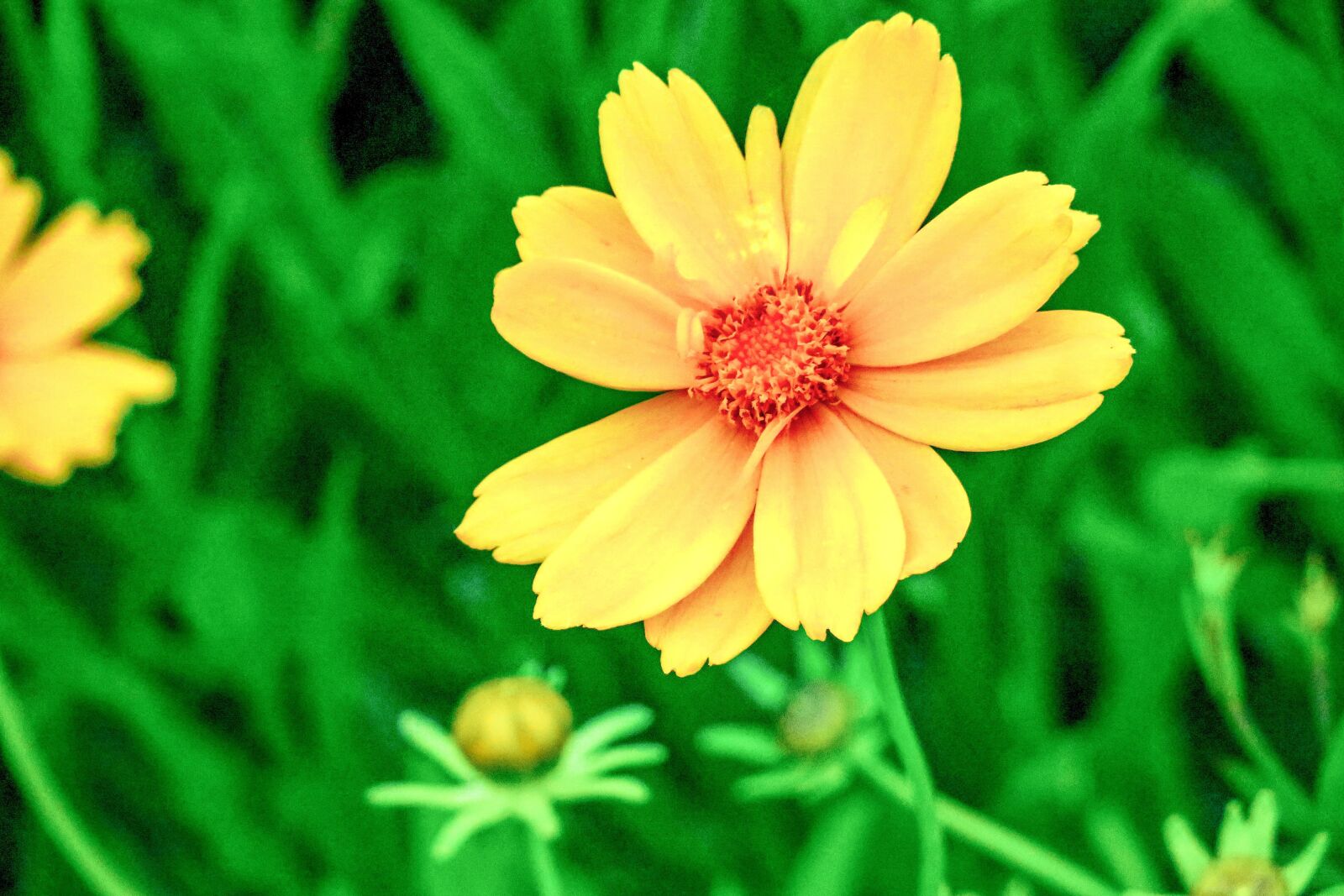 Canon PowerShot G3 X sample photo. Flower, xie, hua xie photography