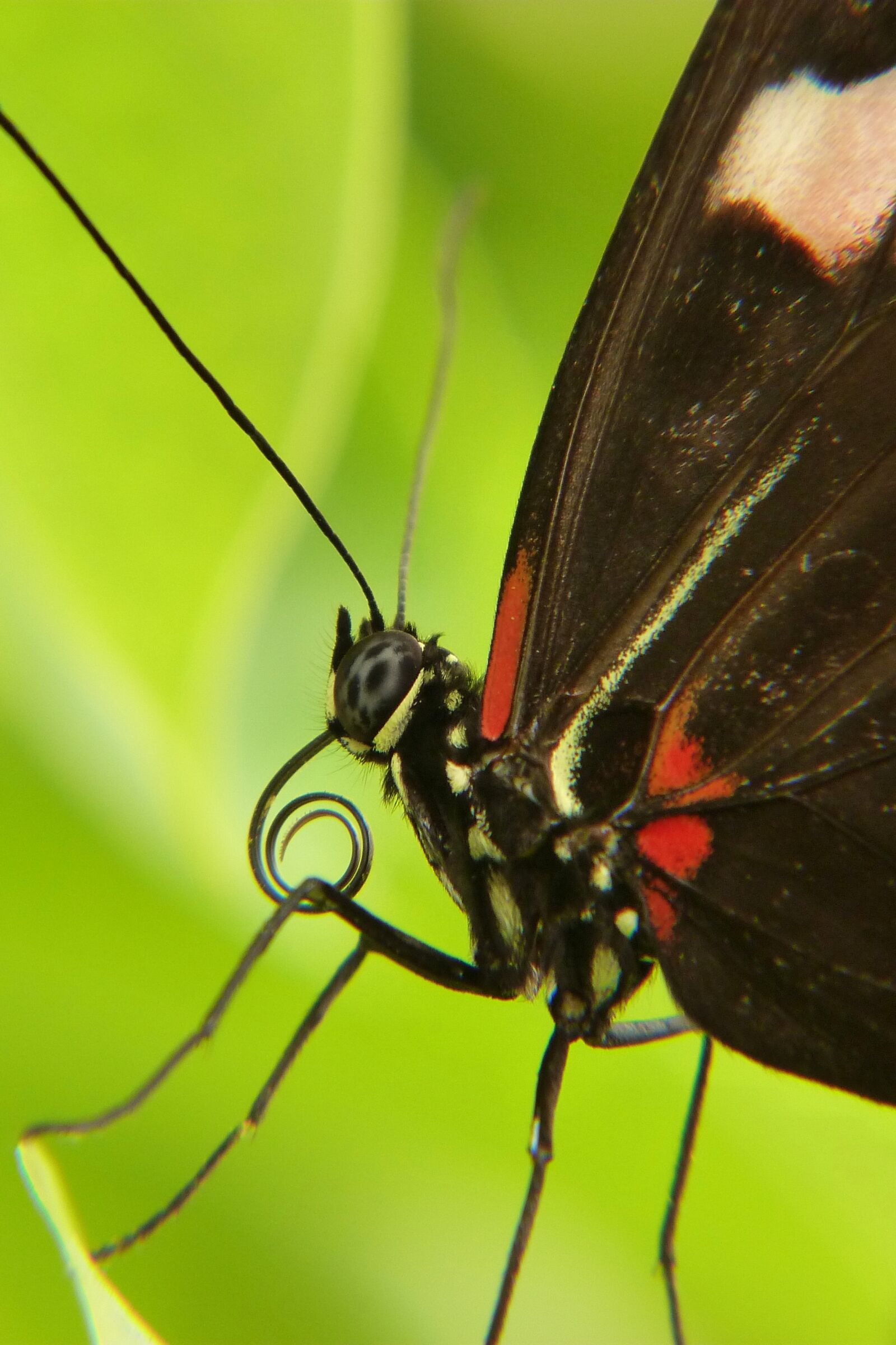 Panasonic Lumix DMC-FZ40 (Lumix DMC-FZ45) sample photo. Insect, butterfly day, nature photography