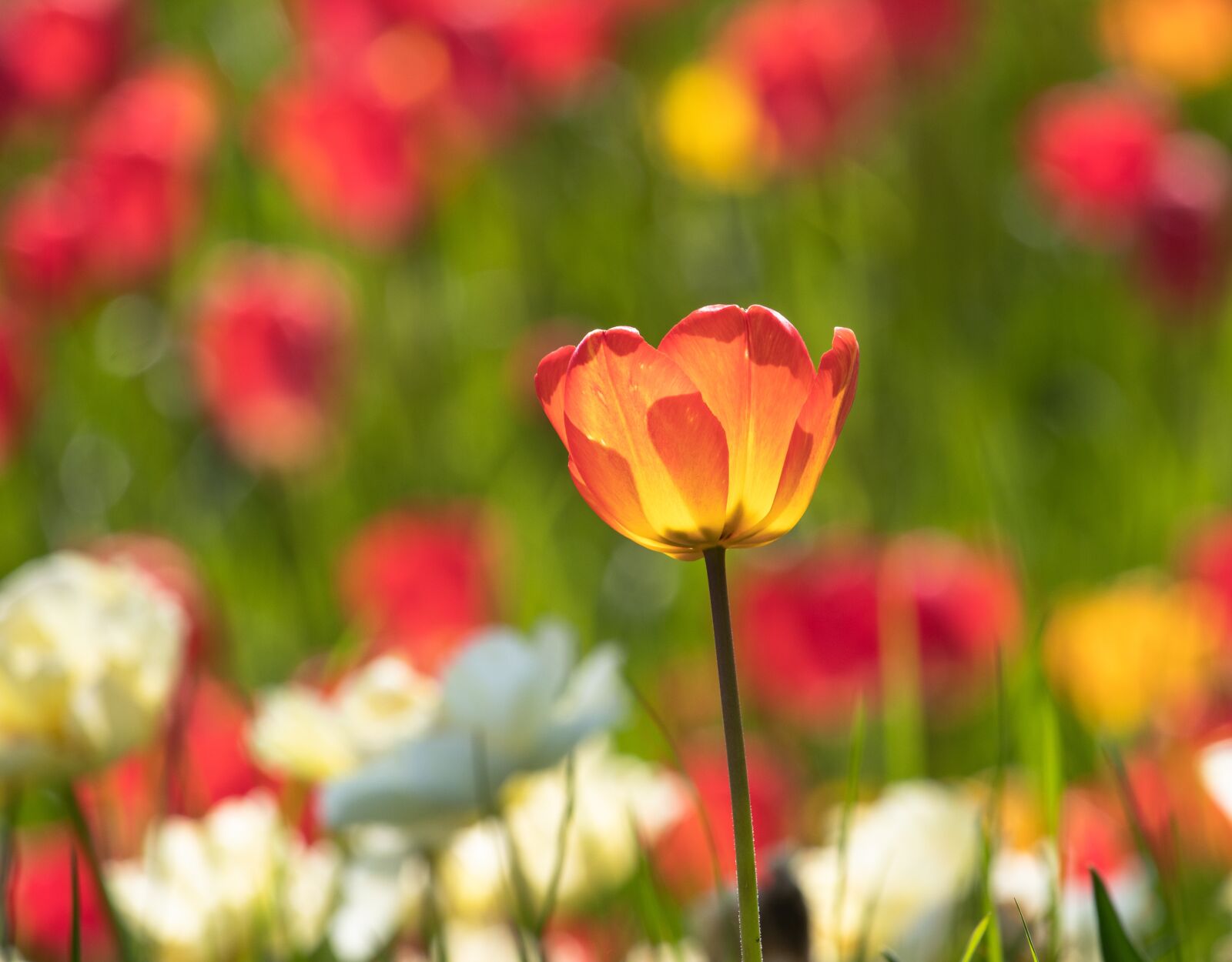 Canon EF-S 55-250mm F4-5.6 IS STM sample photo. Tulip, flower, plant photography