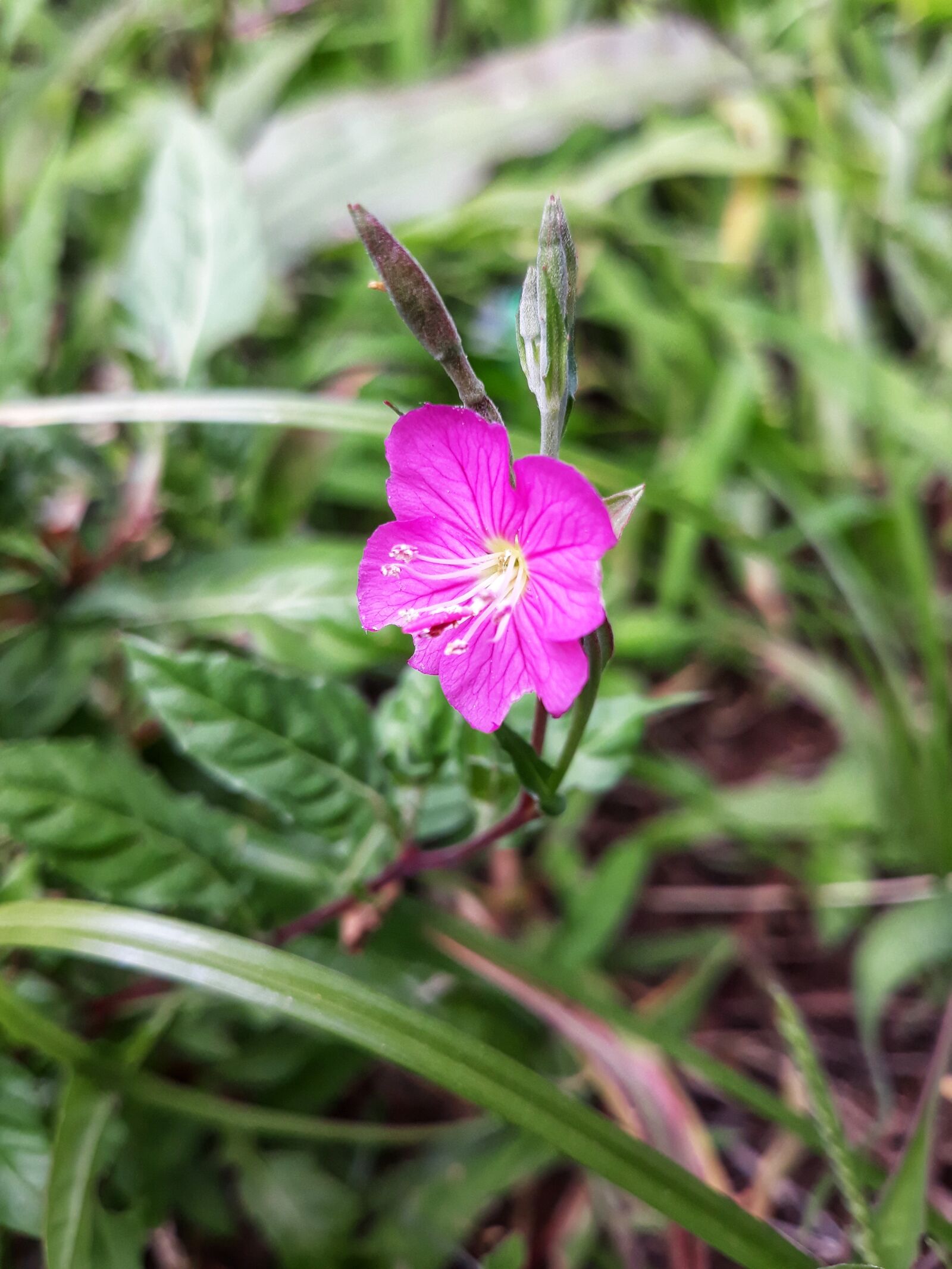 Samsung Galaxy J7 Pro sample photo. Pink, wild, nature photography