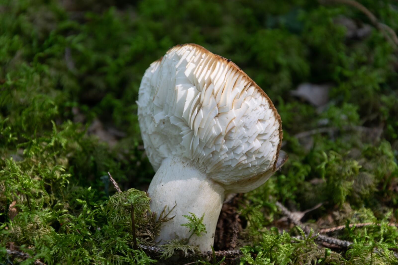 Nikon D3300 sample photo. Mushroom, forest, autumn photography