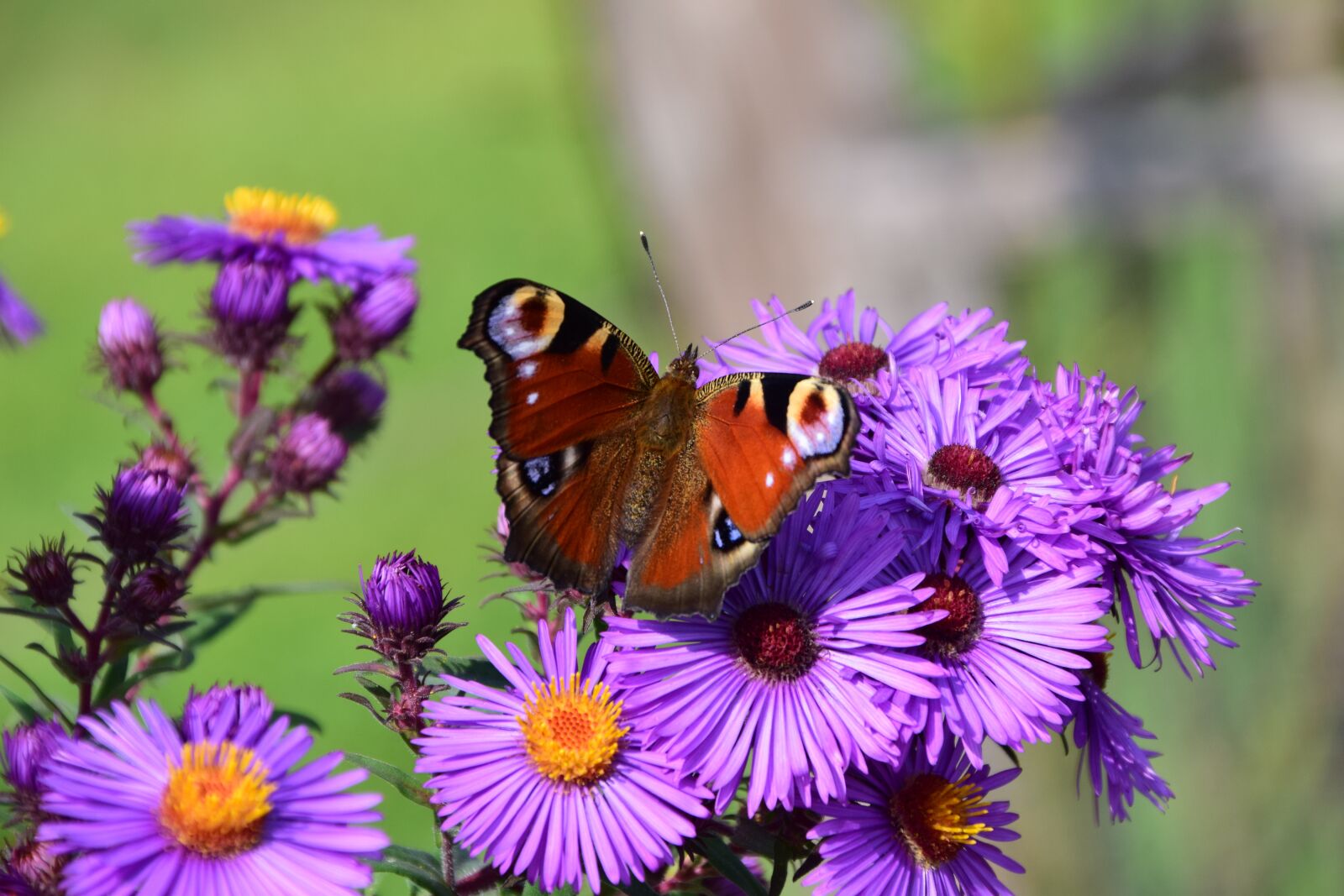 Nikon D3300 sample photo. Aster, butterfly, blossom photography