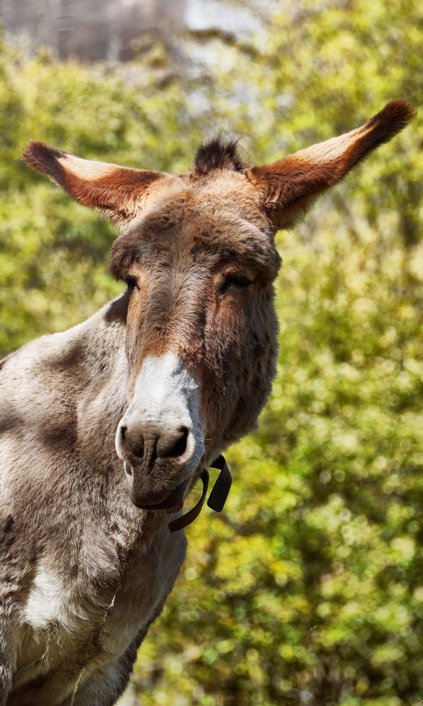Sony DT 55-300mm F4.5-5.6 SAM sample photo. Donkey, animal, animals photography