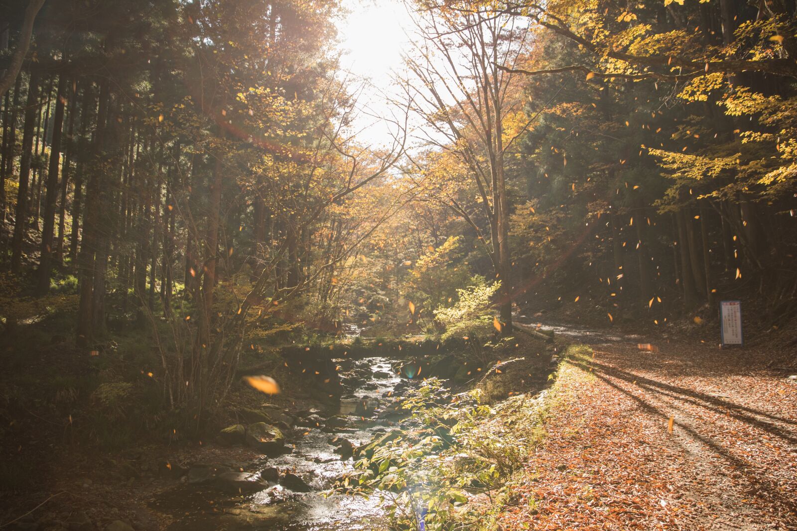 Canon EOS-1D X Mark II sample photo. Branch, dawn, environment photography