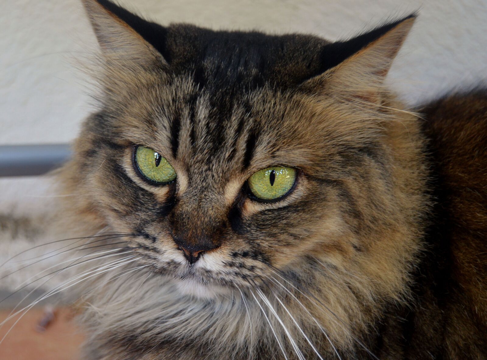 Nikon D3200 sample photo. Cat eyes, feline look photography