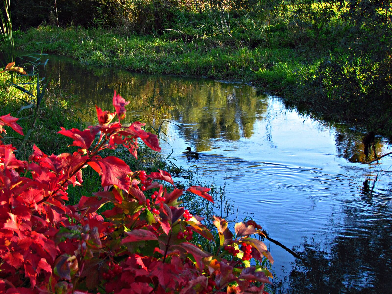 Canon PowerShot SX30 IS sample photo. Water, autumn, duck photography