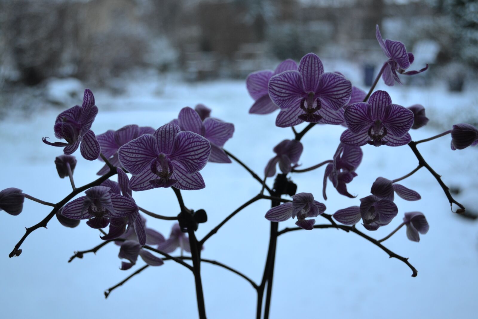Nikon D3100 sample photo. Orchid, flowers, flora photography