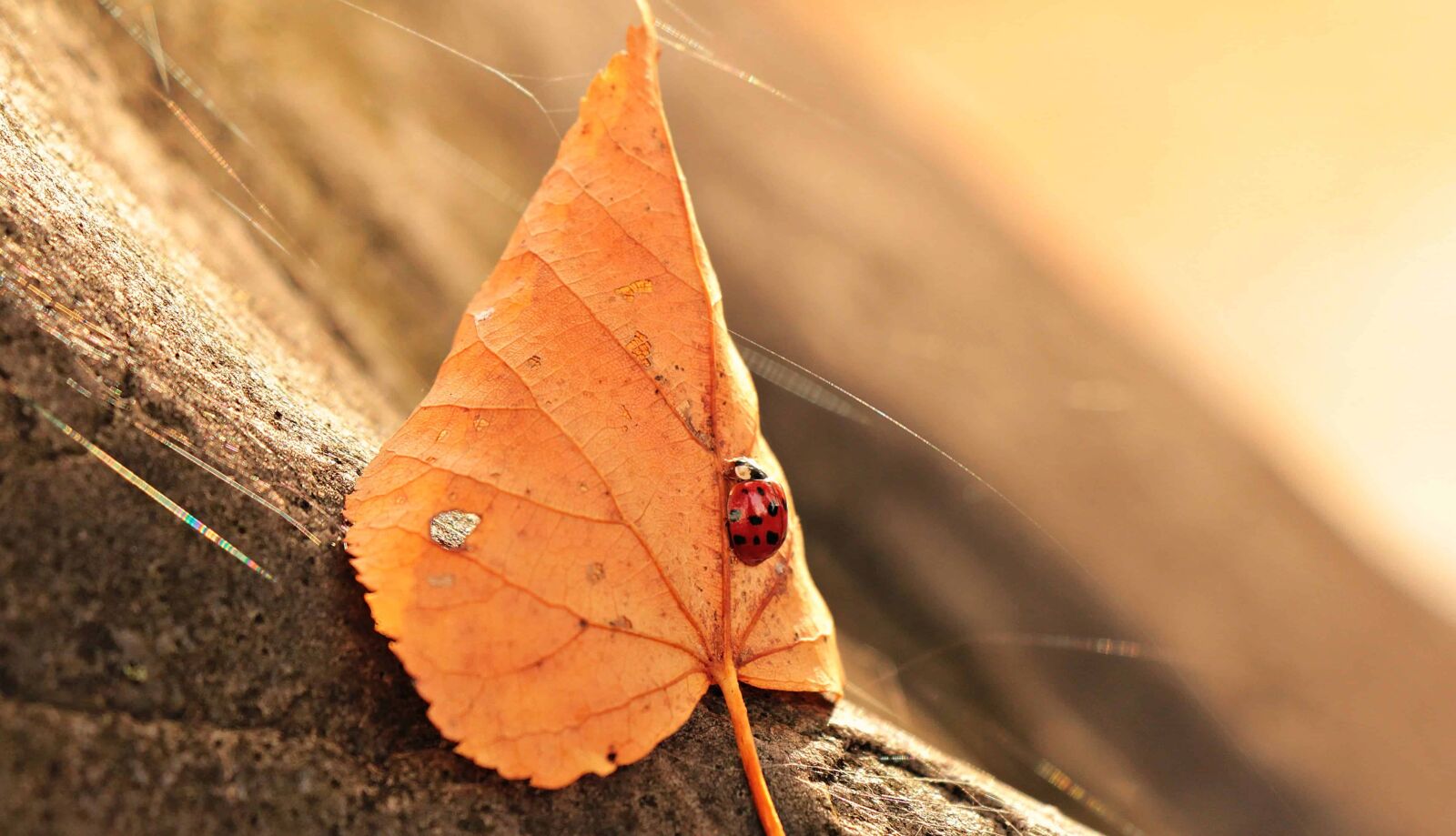 Canon EOS 550D (EOS Rebel T2i / EOS Kiss X4) sample photo. Nature, leaf, ladybug, tree photography