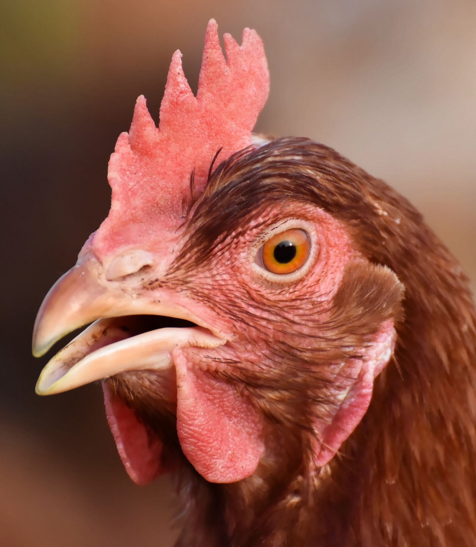 Nikon D7200 sample photo. Chickens, poultry, free running photography