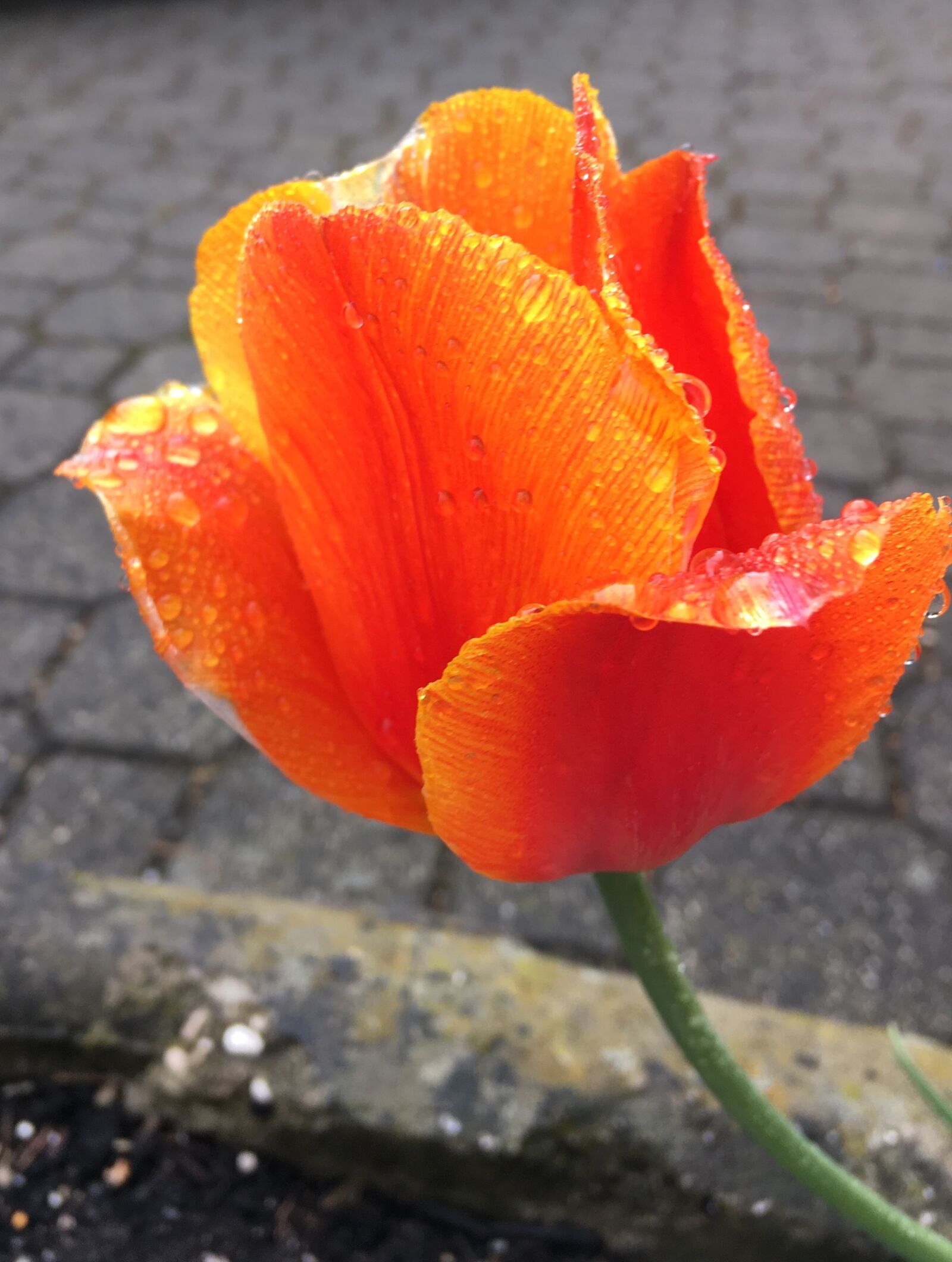 iPhone SE back camera 4.15mm f/2.2 sample photo. Tulip, rain, red photography