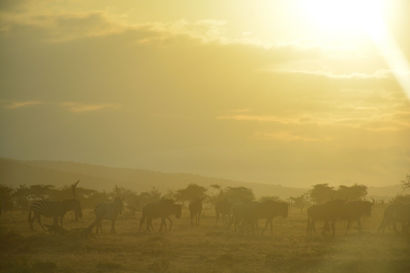 Nikon D5200 sample photo. Maasaimara, sunrise, masamarawildlife photography
