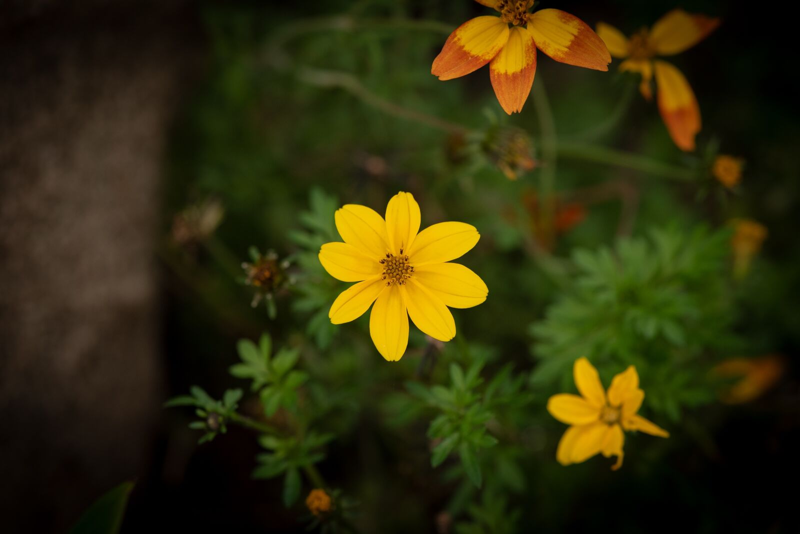 Nikon D750 sample photo. Flowers, yellow, nature photography