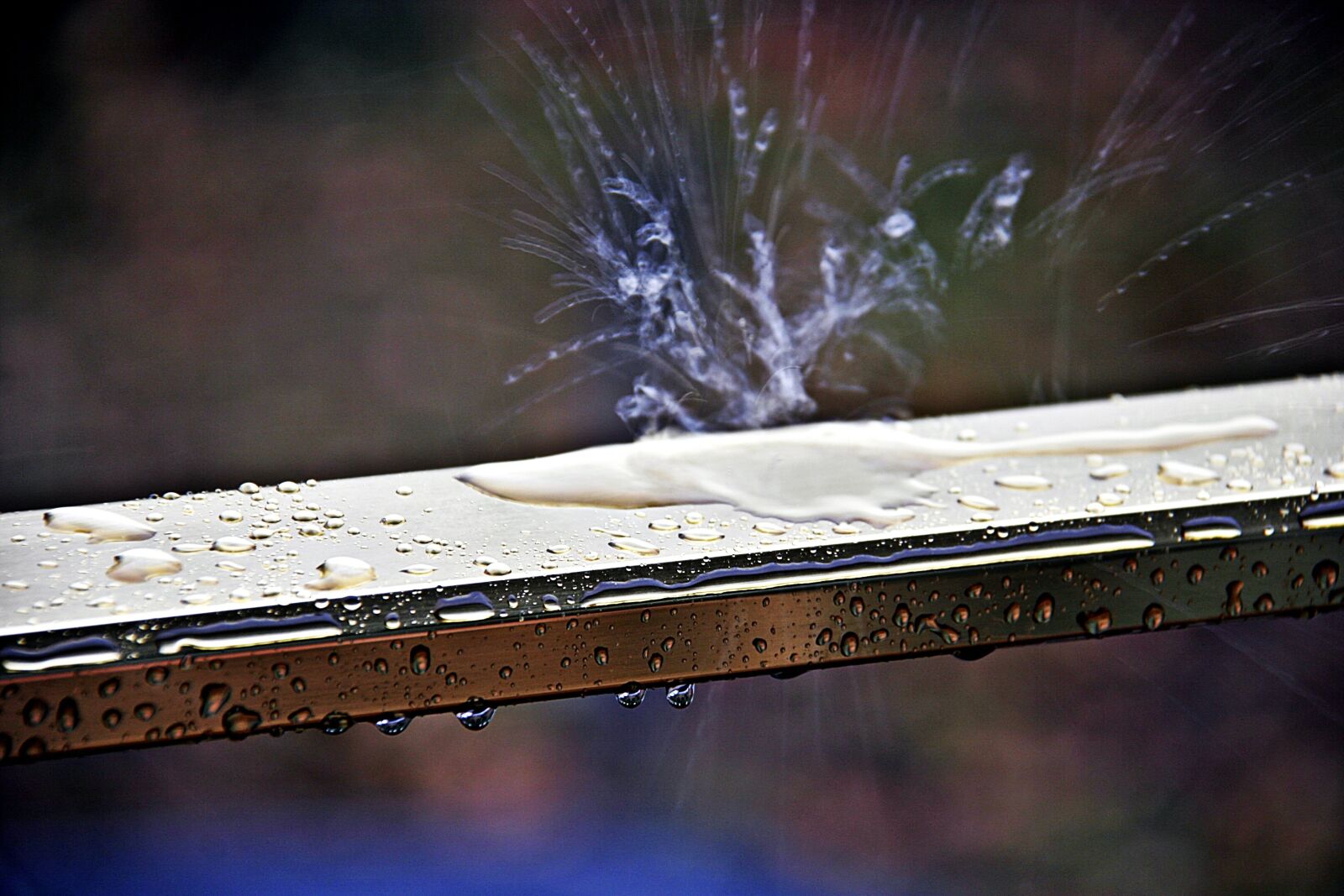 Canon EOS 20D sample photo. Rain, drops, drops of photography
