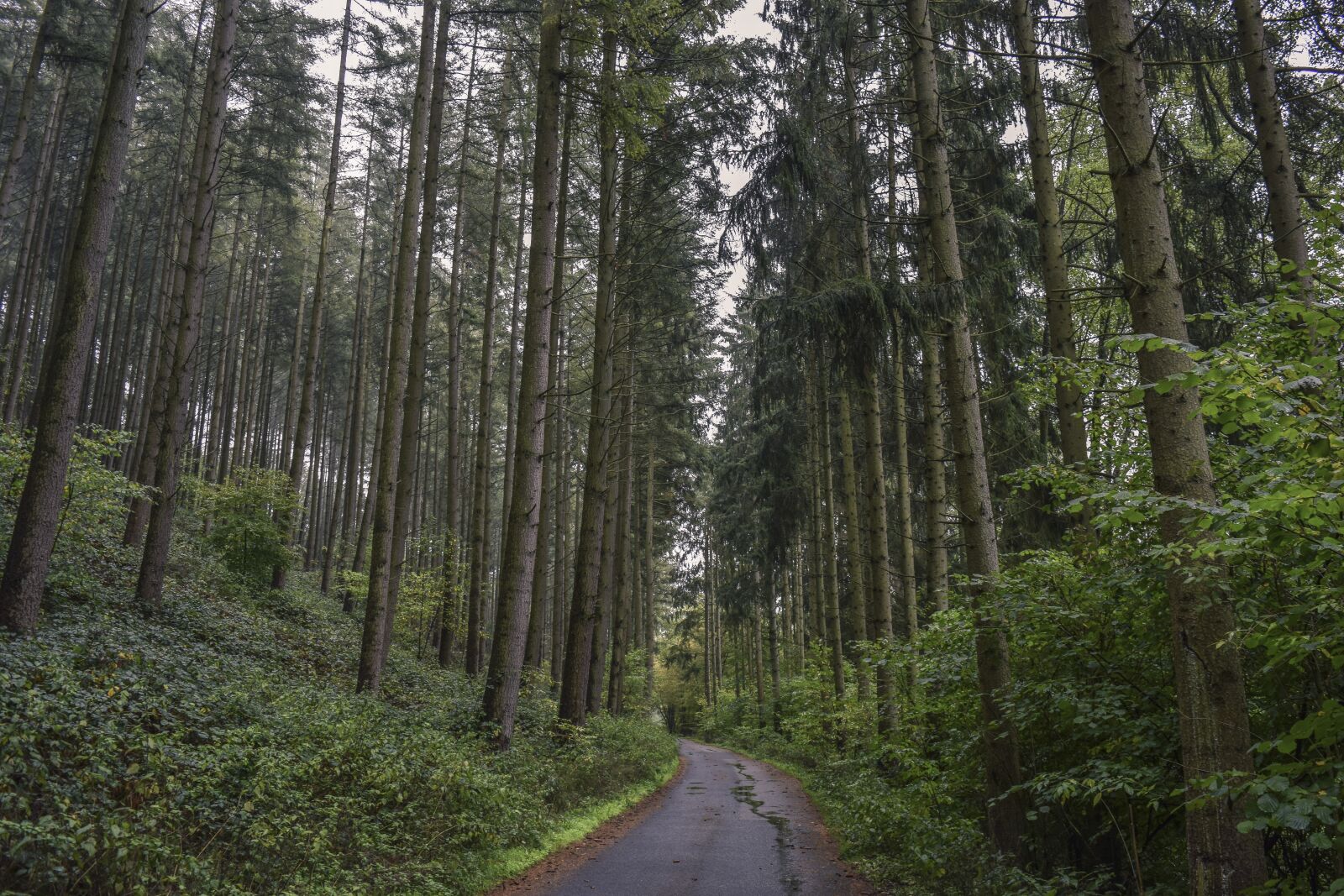 Nikon D3300 sample photo. Forest, nature, landscape photography