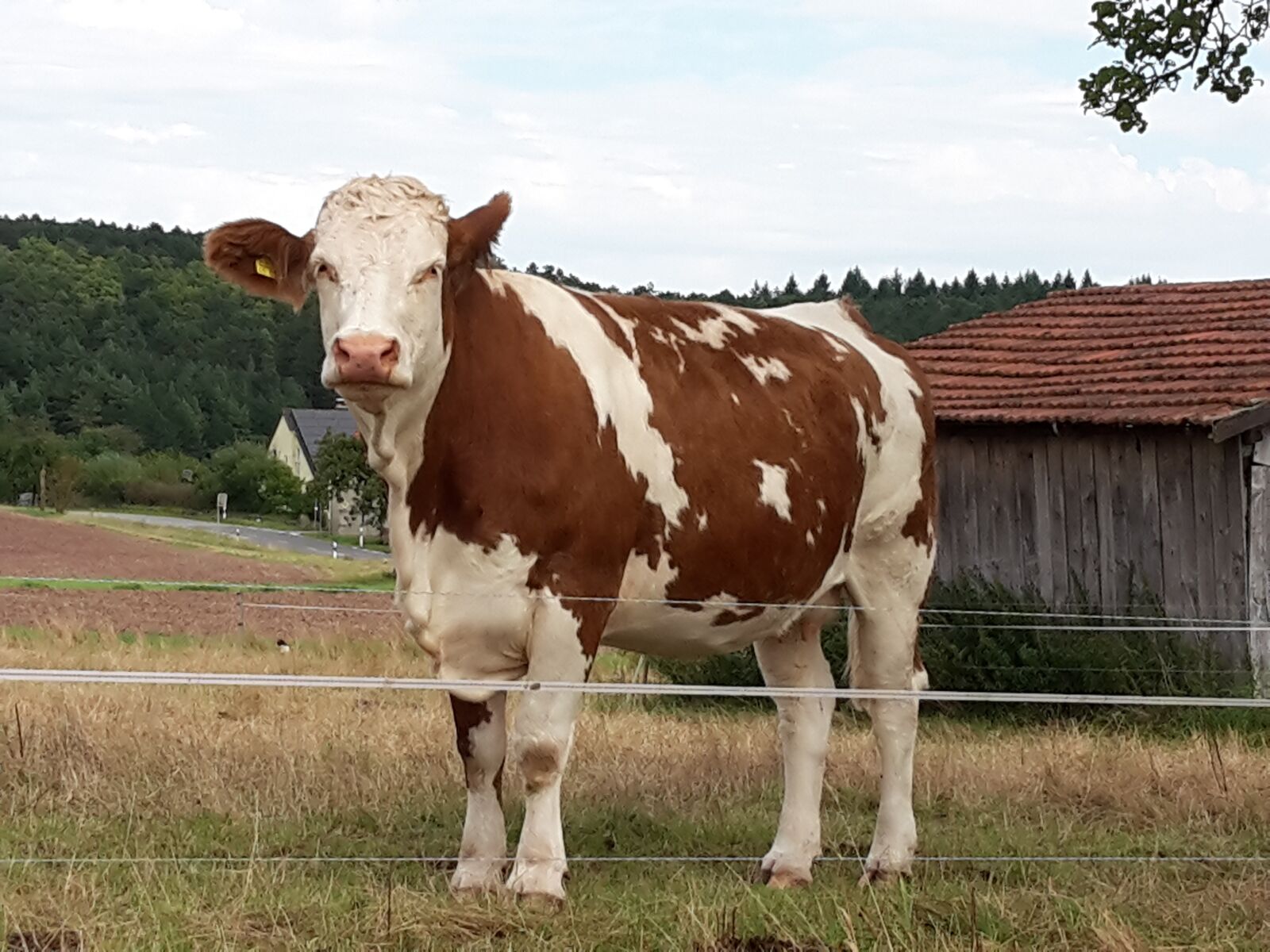 Samsung Galaxy S5 Mini sample photo. Cow, pasture, summer photography