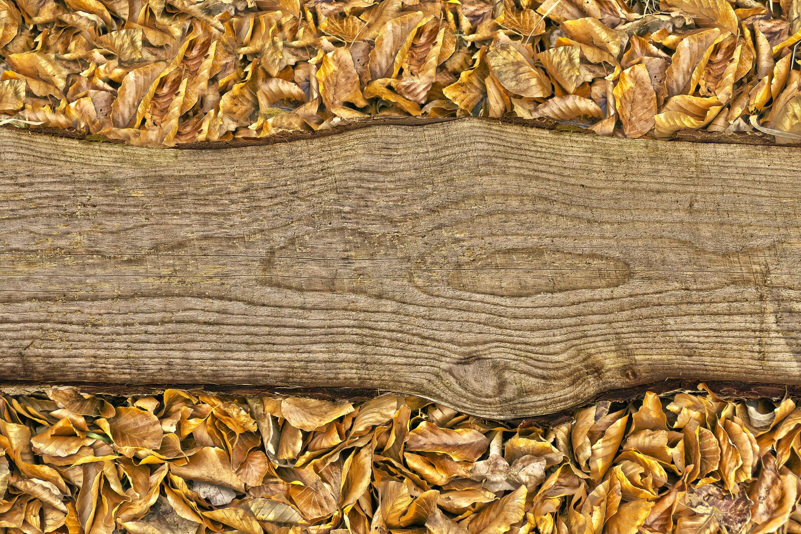 Panasonic Lumix DMC-FZ1000 sample photo. Wood, board, leaves photography