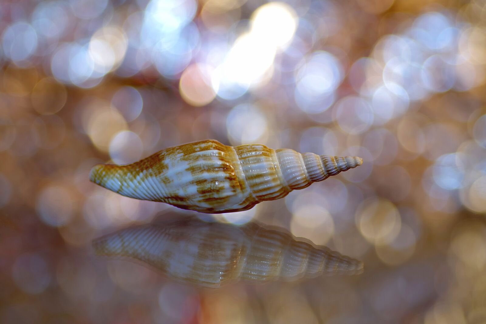 Pentax K-S2 sample photo. Scallop, shell, snail photography