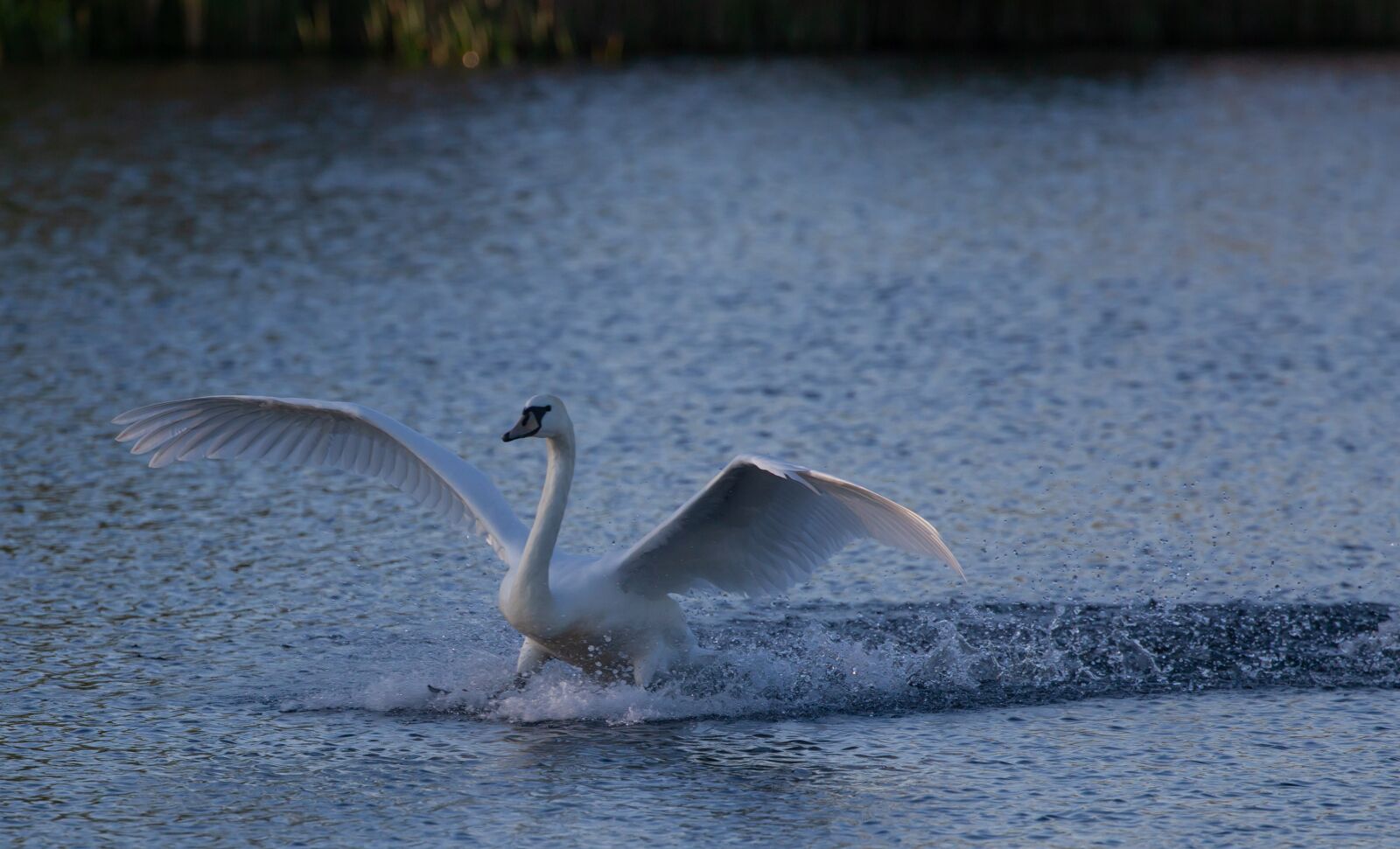 Canon EOS 5D Mark II sample photo. Swan landing in water photography