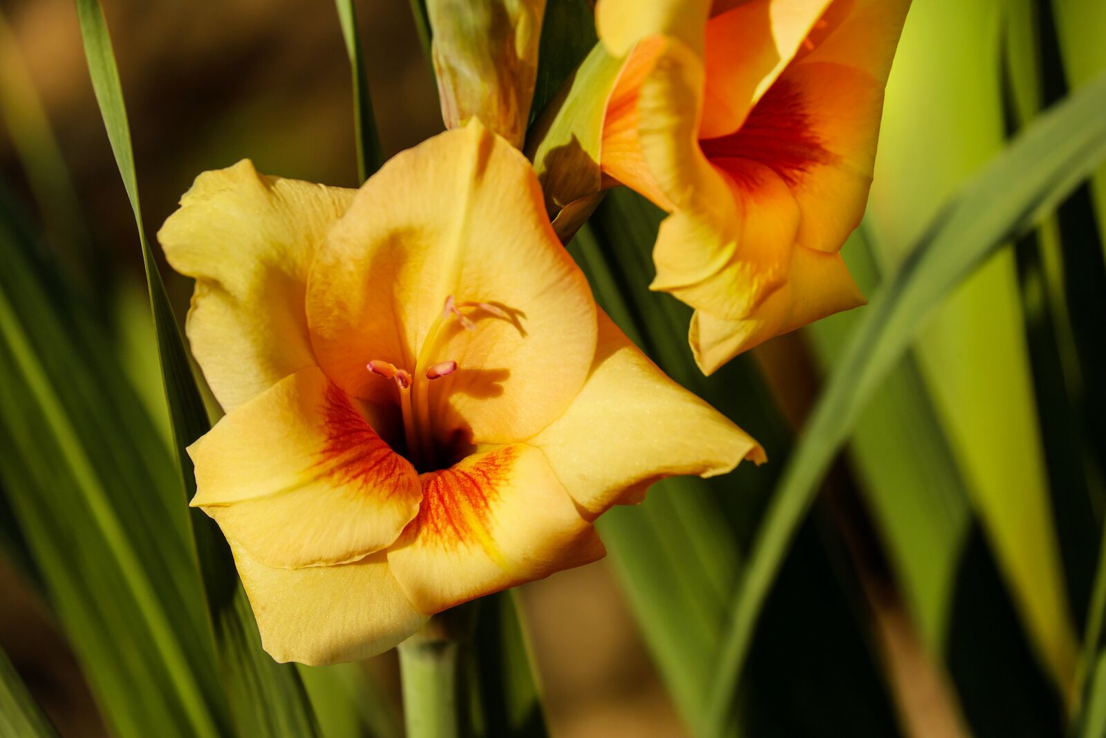 Fujifilm X-T10 + Fujifilm XC 50-230mm F4.5-6.7 OIS sample photo. Gladiolus, flower, blossom photography