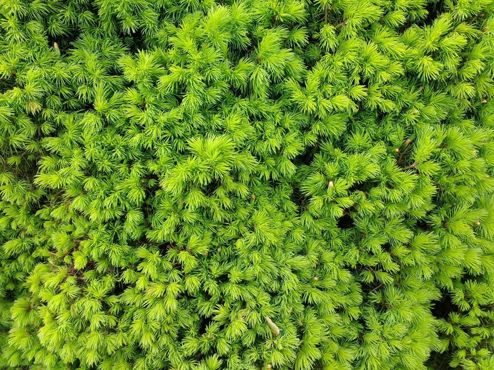 Motorola MotoG3 sample photo. Needles, conifer, close up photography