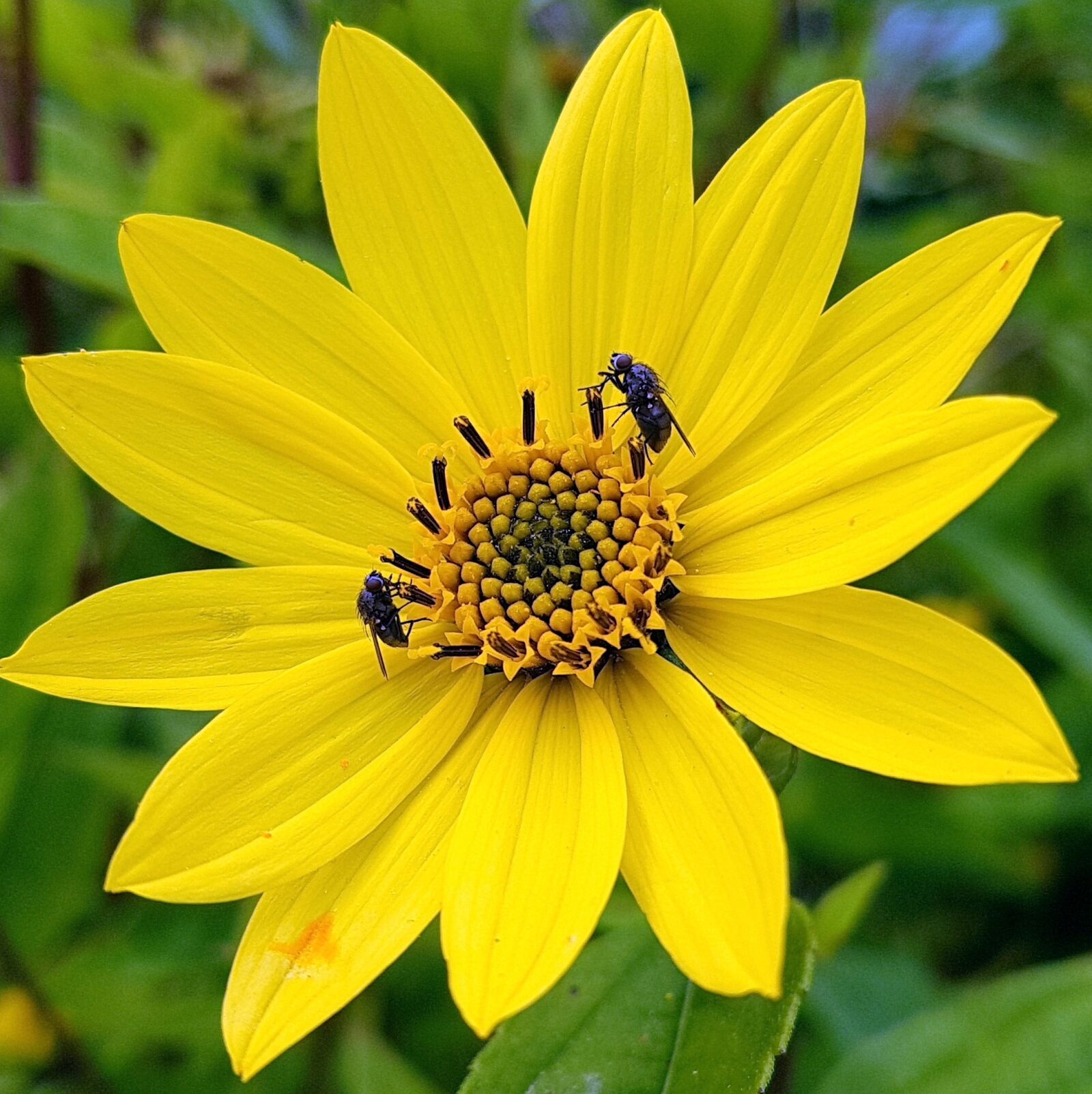 Samsung Galaxy S7 Edge sample photo. Flower, nature, flora photography