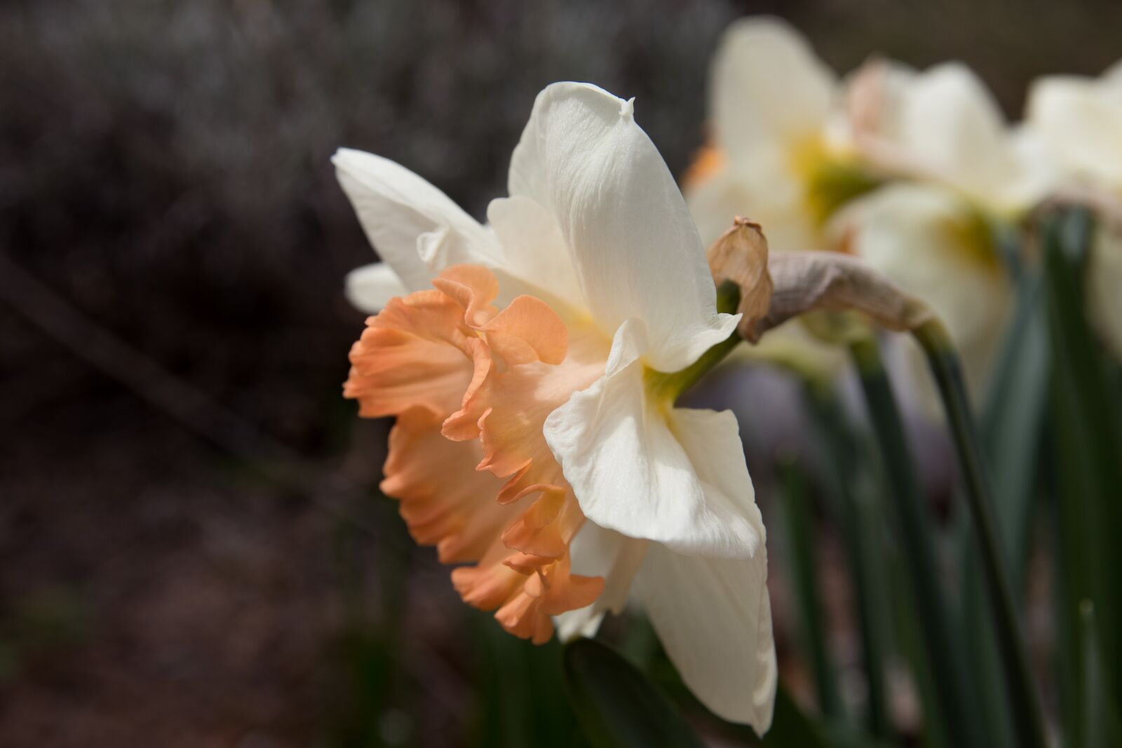 Canon EOS 80D sample photo. Daffodil, narcissus, plant photography