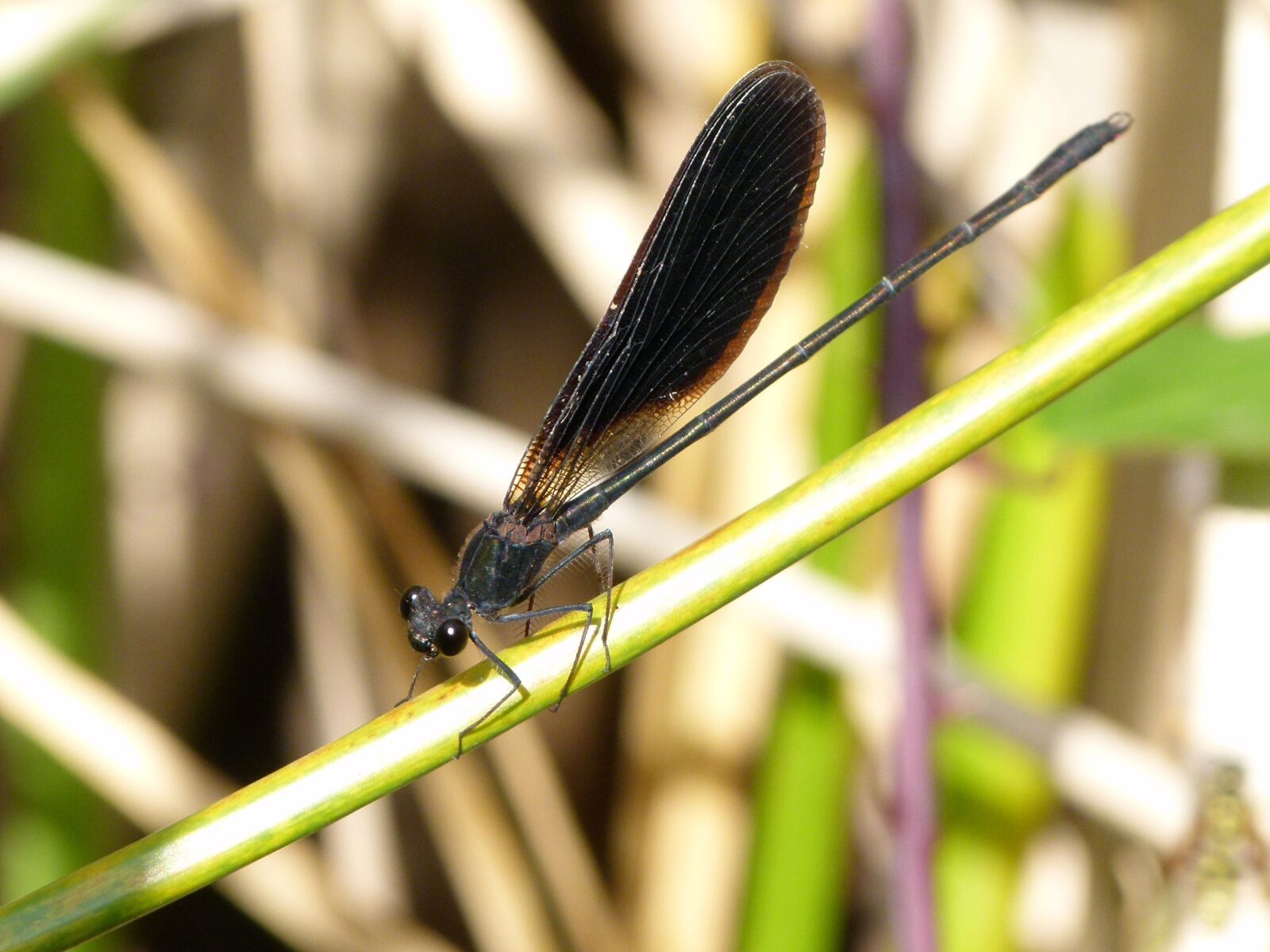 Leica V-Lux 2 sample photo. Black dragonfly, caballito del photography