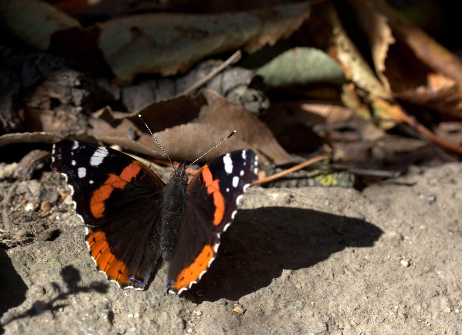 Canon EF-S 60mm F2.8 Macro USM sample photo. Butterfly, red, black photography