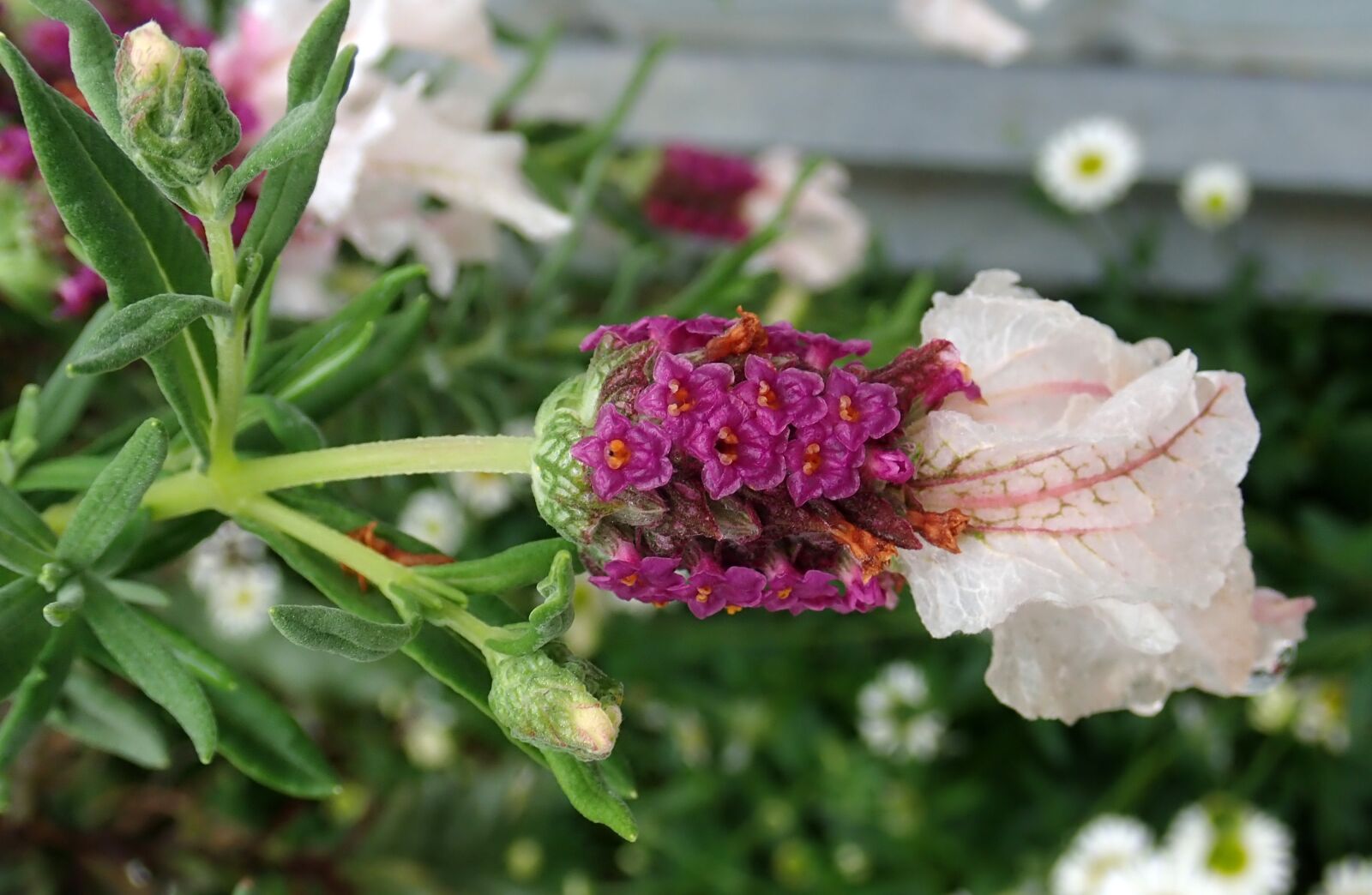 Olympus TG-5 sample photo. Lavender, flower, garden photography