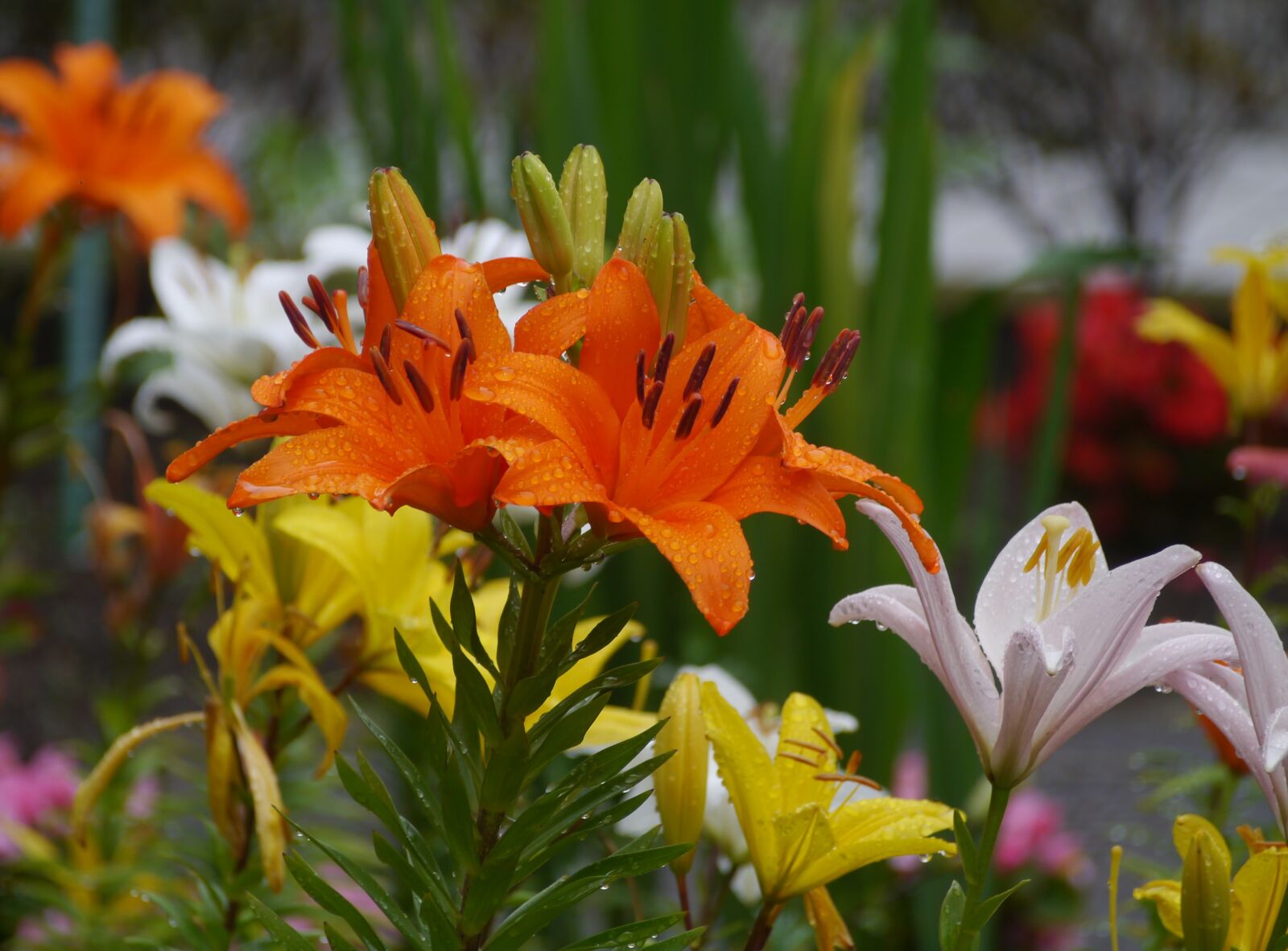 Panasonic Lumix DMC-GX1 sample photo. Yuri, lily, orange photography
