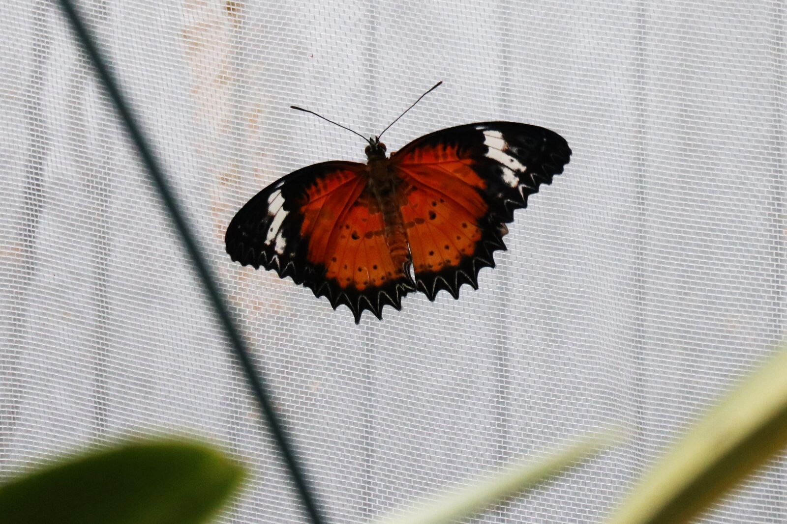 Canon EOS M100 sample photo. Butterfly, butterflies, red photography