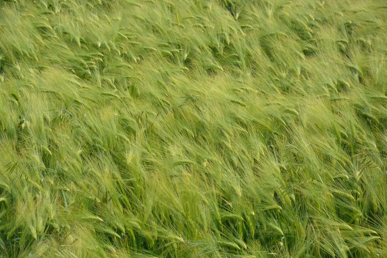 Nikon D5200 sample photo. Wheat, fields, nature photography