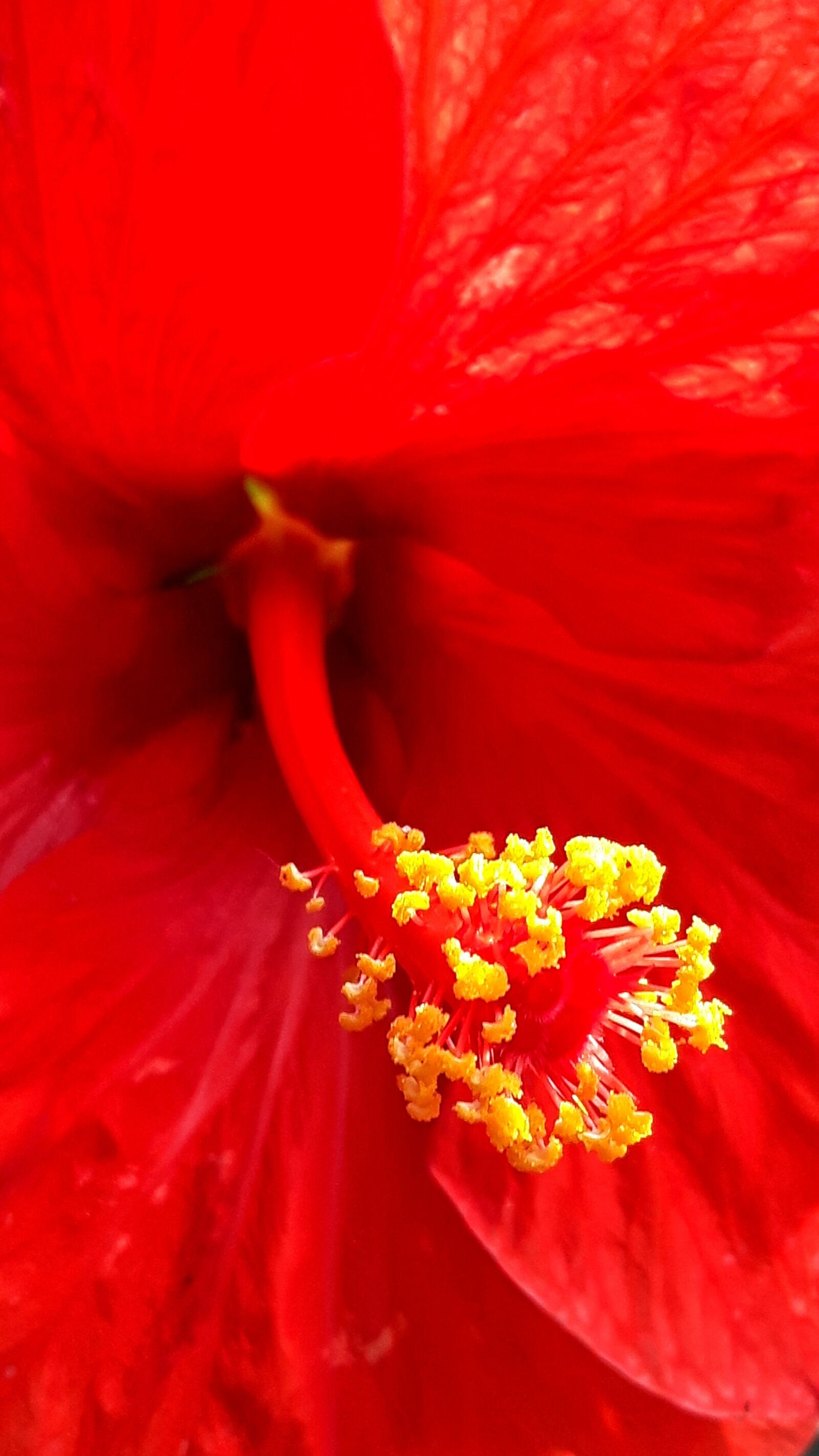Samsung Galaxy S5 Neo sample photo. Hibiscus, texture, plant photography
