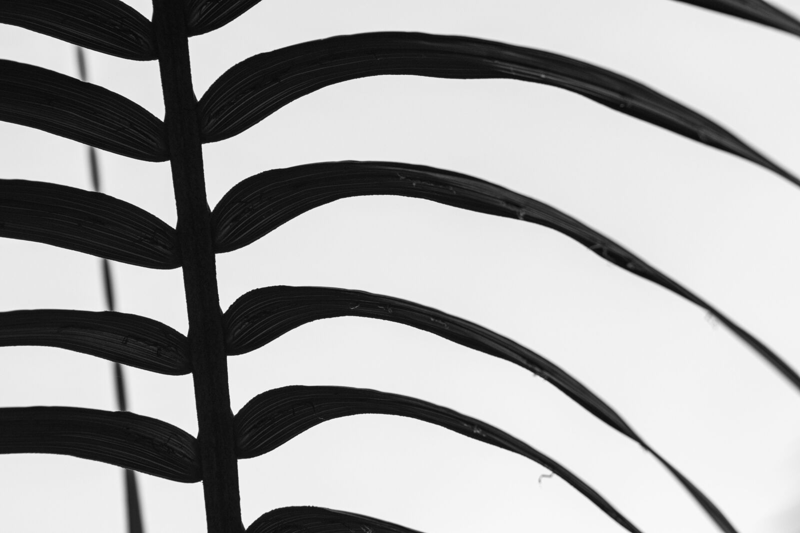 Canon EF75-300mm f/4-5.6 sample photo. Plant, leaves, leaf photography