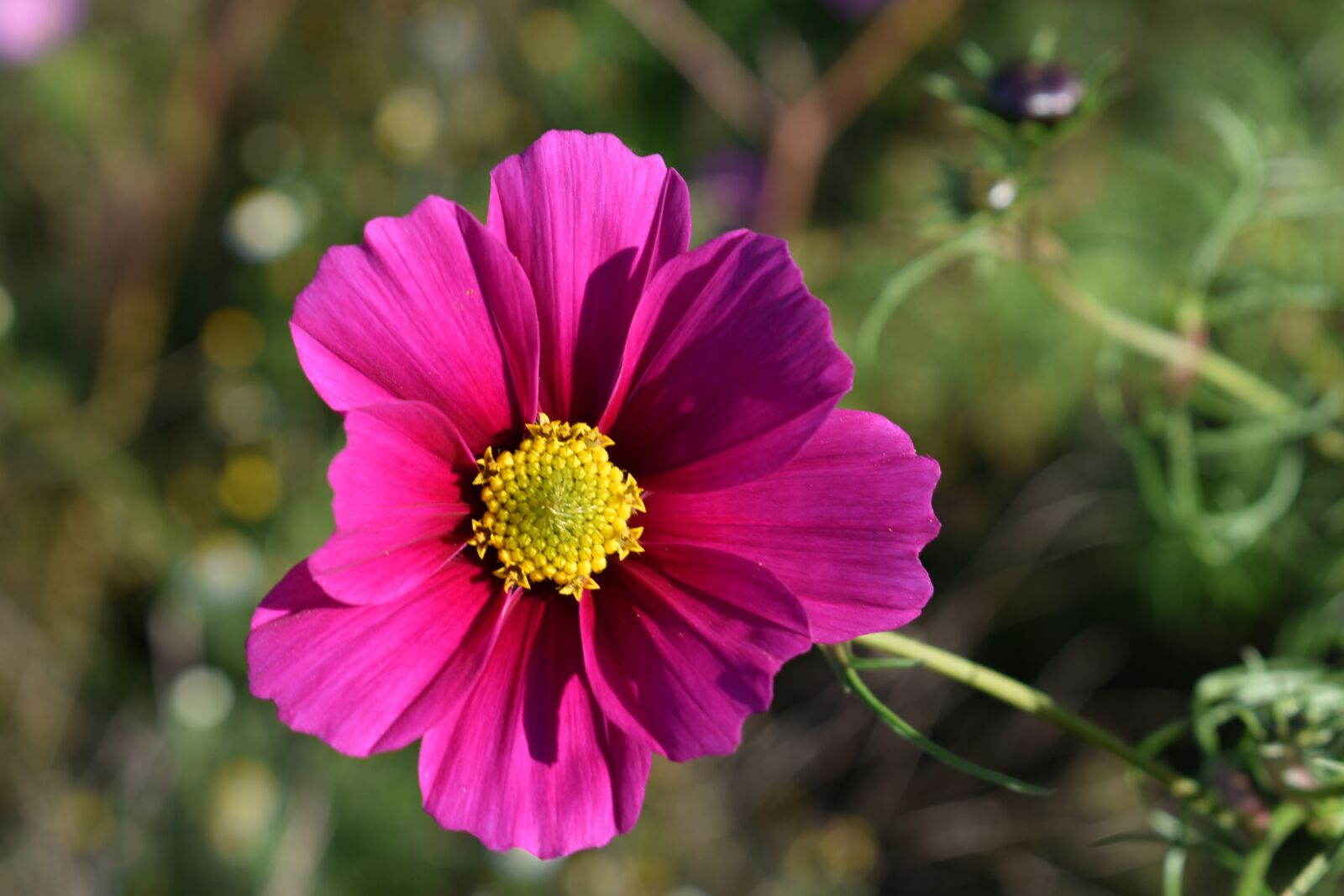 Nikon D3500 sample photo. Flower, green, flowers photography