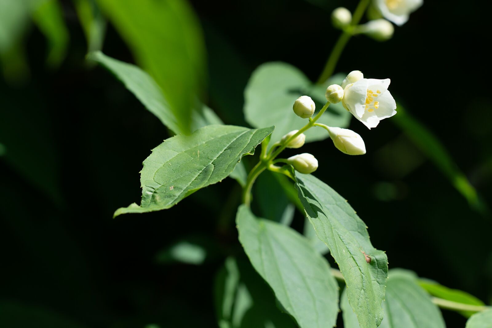 Nikon D7100 sample photo. Blossom, bloom, white photography
