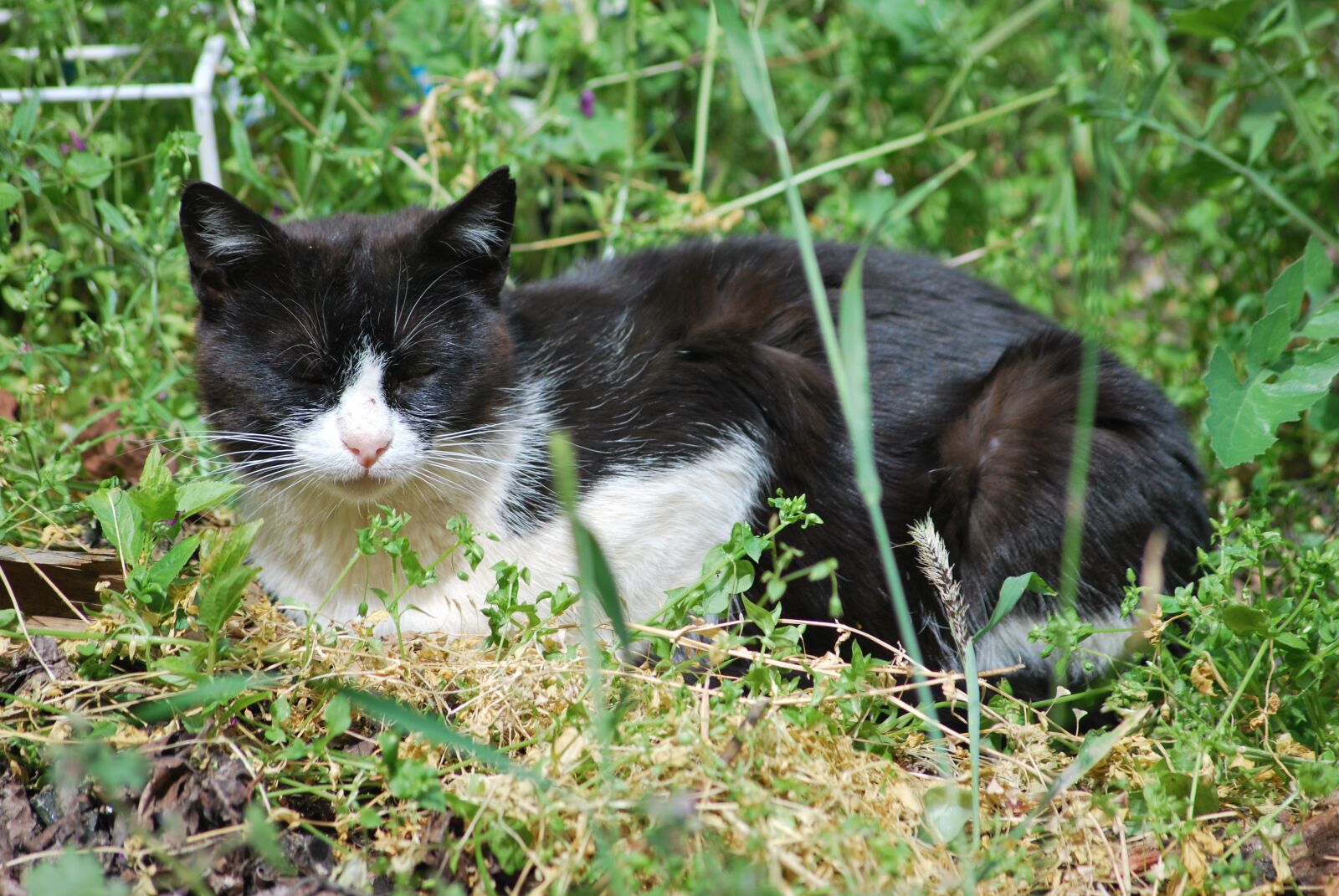 Nikon D60 sample photo. Cat, animal, pets photography