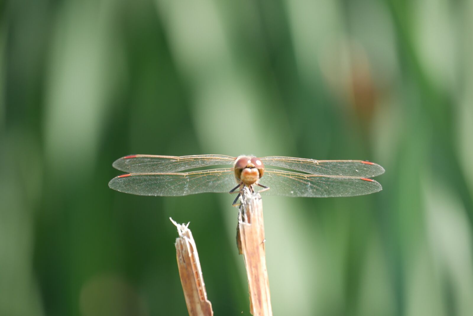 Panasonic DMC-G70 sample photo. Insect, dragonfly, nature photography
